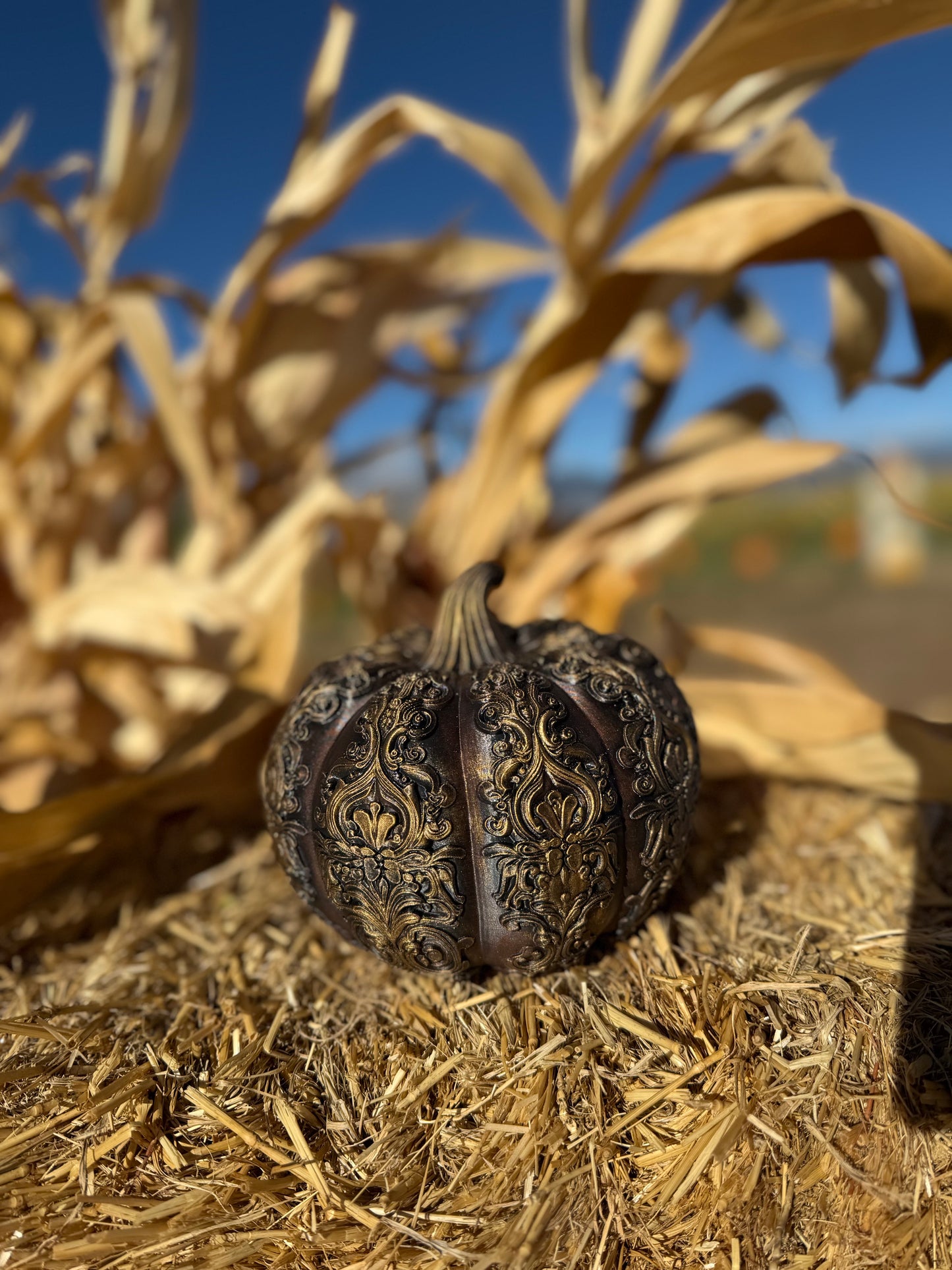 Ornamental Pumpkins