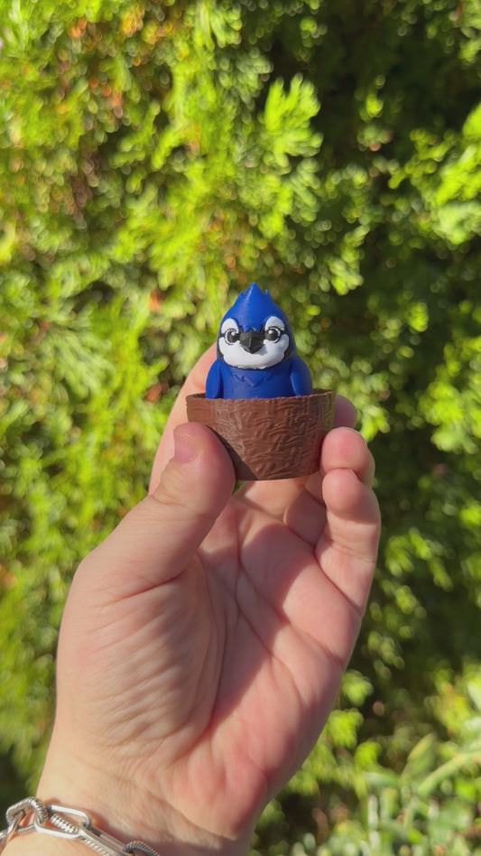Clicky Blue Jay in Nest